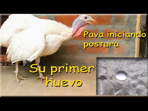 Cuándo empieza la edad del pavo: Todo lo que debes saber